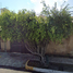 Maison 5 chambre à vendre à Zapopan, Jalisco, Zapopan, Jalisco