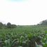  Land for sale in Montenegro, Quindio, Montenegro