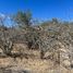  Terreno (Parcela) en venta en Baja California Sur, La Paz, Baja California Sur