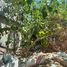 Land for sale in Cebu Central Visayas, Cebu City, Cebu, Central Visayas, Philippines