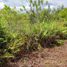  Land for sale in Kalimantan Tengah, Kahayan Hilir, Kapuas, Kalimantan Tengah
