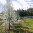 Terreno (Parcela) en venta en Biobío, Florida, Concepción, Biobío