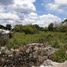 Land for sale in Valladolid, Yucatan, Valladolid