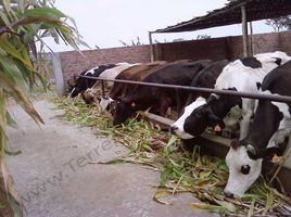  Terreno (Parcela) en venta en La Libertad, Moche, Trujillo, La Libertad