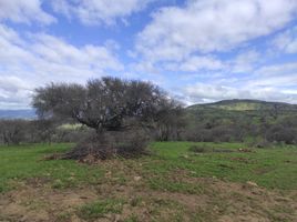  Terreno (Parcela) en venta en Hualane, Curicó, Hualane