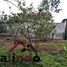  토지을(를) Xalapa, 베라 크루즈에서 판매합니다., Xalapa