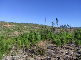  Land for sale in Chile, Paredones, Cardenal Caro, Libertador General Bernardo Ohiggins, Chile