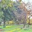  Terreno (Parcela) en venta en Bulnes, Diguillín, Bulnes