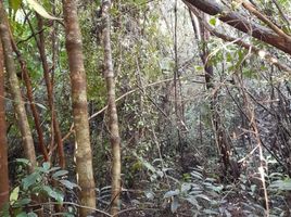  Land for sale in Los Lagos, Ancud, Chiloe, Los Lagos