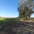  Terreno (Parcela) en venta en Maule, Longavi, Linares, Maule