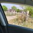  Land for rent in Apodaca, Nuevo Leon, Apodaca