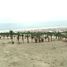  Land for sale in Lima Lima, San Bartolo, Lima