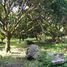  Land for sale in Dauin, Negros Island Region, Dauin