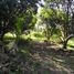  Land for sale in Dauin, Negros Island Region, Dauin