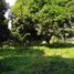  Land for sale in Dauin, Negros Island Region, Dauin