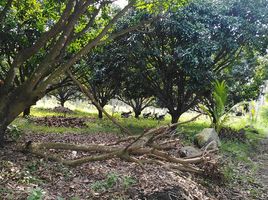  Land for sale in Dauin, Negros Island Region, Dauin