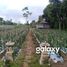  Terrain for sale in Kintamani, Bangli, Kintamani