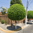 Maison 5 chambre à vendre à Zapopan, Jalisco, Zapopan