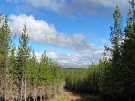  Terreno (Parcela) en venta en Maule, Cauquenes, Cauquenes, Maule