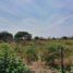  Land for sale in Charapoto, Sucre, Charapoto