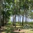  Land for sale in Tlalixcoyan, Veracruz, Tlalixcoyan
