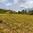  Land for sale in Rizal, Calabarzon, Pililla, Rizal