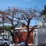 1 Bedroom Apartment for rent in Cozumel, Quintana Roo, Cozumel, Quintana Roo