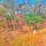  토지을(를) Parque Nacional Natural Tayrona, 산타 마르타에서 판매합니다., 산타 마르타