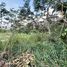  Land for sale in Vilcabamba Victoria, Loja, Vilcabamba Victoria, Loja, Loja