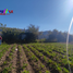  Terreno (Parcela) en venta en Chile, Requinao, Cachapoal, Libertador General Bernardo O'Higgins, Chile