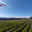  Terreno (Parcela) en venta en Chile, Requinao, Cachapoal, Libertador General Bernardo O'Higgins, Chile