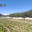  Terreno (Parcela) en venta en Chile, Requinao, Cachapoal, Libertador General Bernardo O'Higgins, Chile
