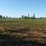 Terreno (Parcela) en venta en Maule, Yerbas buenas, Linares, Maule