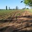  Terreno (Parcela) en venta en Maule, Yerbas buenas, Linares, Maule