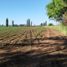  Terreno (Parcela) en venta en Maule, Yerbas buenas, Linares, Maule