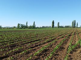  Terreno (Parcela) en venta en Maule, Yerbas buenas, Linares, Maule