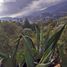  Grundstück zu verkaufen in Pachuca De Soto, Hidalgo, Pachuca De Soto