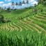  Terrain for sale in Pupuan, Tabanan, Pupuan