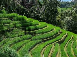  Grundstück zu verkaufen in Tabanan, Bali, Pupuan, Tabanan