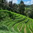  Terreno (Parcela) en venta en Indonesia, Pupuan, Tabanan, Bali, Indonesia