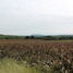  Land for sale in Llera Tamaulipas, Llera
