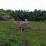  Terrain for sale in Gianyar, Bali, Blahbatu, Gianyar