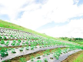  Land for sale in Central Visayas, Cebu City, Cebu, Central Visayas
