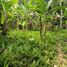  Terrain for sale in Payangan, Gianyar, Payangan