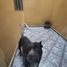 4 Schlafzimmer Haus zu verkaufen in Ecatepec De Morelos, Mexico, Ecatepec De Morelos