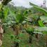  Land for sale in Santo Domingo De Los Colorados, Santo Domingo De Los Tsachilas, Santo Domingo De Los Colorados, Santo Domingo, Santo Domingo De Los Tsachilas
