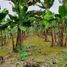  Land for sale in Santo Domingo De Los Colorados, Santo Domingo De Los Tsachilas, Santo Domingo De Los Colorados, Santo Domingo, Santo Domingo De Los Tsachilas