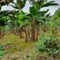  Land for sale in Santo Domingo De Los Colorados, Santo Domingo De Los Tsachilas, Santo Domingo De Los Colorados, Santo Domingo, Santo Domingo De Los Tsachilas