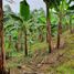  Land for sale in Santo Domingo De Los Colorados, Santo Domingo De Los Tsachilas, Santo Domingo De Los Colorados, Santo Domingo, Santo Domingo De Los Tsachilas