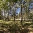  Terreno (Parcela) en venta en Araucanía, Villarrica, Cautín, Araucanía